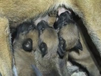 Meşhur Malinois Pusu Dan Muazzam Bebek Maligatorler