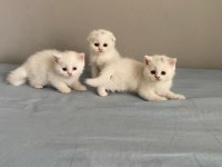2 tane British Shorthair 1 tane Scottish Fold
