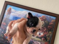 Safkan French Bulldog Yavrum 45 Günlük