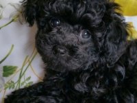 Sevimliliğiyle Büyüleyen Siyah Toy Poodle
