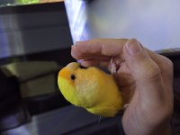 El besleme yavru lutino sevda papağanı
