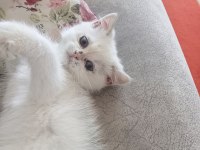 British longhair yavru kedimiz