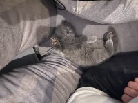 Scottish fold kedimiz uygun ev aranıyor
