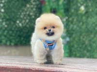 Pomeranian Teddy Face Yavruları