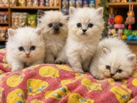 British Longhair Bebeklerimiz