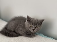 British Shorthair 2 Aylık Dişi