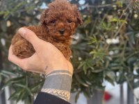 Red Brown Kore Poodle Yavrularımız