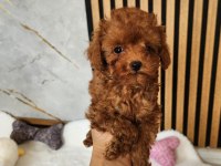 Aşılı Mikroçipli Toypoodle Yavrularımız