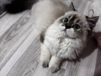 2 aylık British long hair blue point