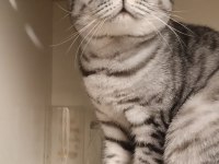 1,5 yaşında erkek silver tabby british shorthair