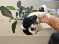 Shih Tzu Şecereli Yavrular A Kalite Tüm İllere Gönderim
