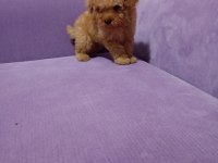 Poodle yavrularımız toy ve mini boy renk renk