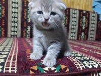 35 günlük sağlıklı erkek scottish fold bebişler