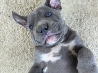 Cane corso blue