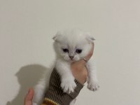 SAFKAN SCOTTİSH FOLD BRITISH SHORTHAIR YAVRULARIM