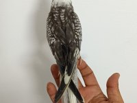 YAVRU WF PERL EV ÜRETİMİ BABA SI ALBİNO