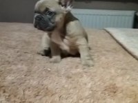 Mavi gözlü french bulldog yavrularımız
