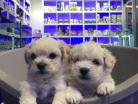 Maltese Terrier