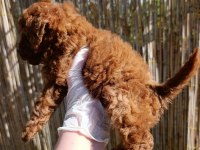 toy poodle bebeklerimiz rezervasyona açıktır