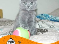Scottish Fold Blue
