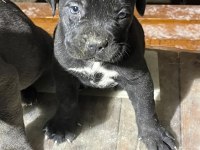 Cane Corso 1,5 Aylık Yavru