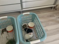 Acil yuva aranıyor ücretsiz sahiplendirme tavşan