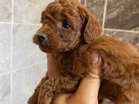 Orjinal minyatür toy poodle yavrular