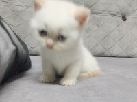Scottish fold yavrularımız