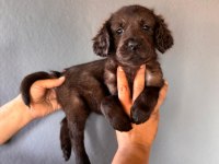 Mükemmel kalitede labrador bebeklerimiz için acele edin