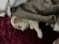 3 aylık terrier