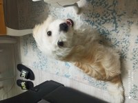 8 aylık maltese terrier