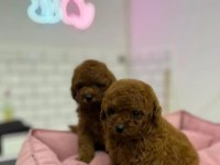 KORE RED BROWN SAFKAN TOY POODLE YAVRULAR