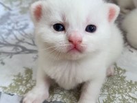 BRITISH SHORTHAIR 2 AYLIK 4 TANE YAVRU KUM EĞİTİMLİ