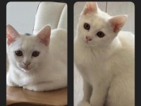 VAN KEDİSİ VE BRİTİSH MELEZİ