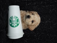 Maltipoo Yavrularımız Rezervasyon İçin Müsaittir