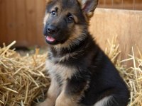 K9 ALMAN KURDU YAVRULARIMIZ