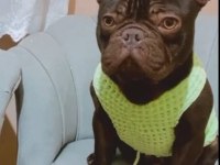 Cift kopya choco kaliteli erken soyu guzel frenchbulldog