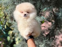 Safgan Irk Garantisi Yavrularımız Pomeranian Boo