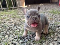 Egzotik French Bulldog Bebekler