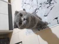 Dişi scottish fold