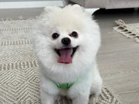 Pomeranian boo erkek 1 yaşında