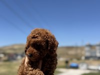Petmode  köpek çiftliğinde ziyarete açık toy poodle