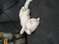 Beyaz British Shorthair Kedimiz