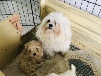 Maltipoo ve maltese yavrularım ırk garantili
