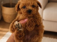 Koyu Renk Kore Teacup Maltipoo Yavrumuz Yeni Yuvasına Hazır