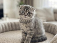 Silver Tabby Scottish Fold Dişi
