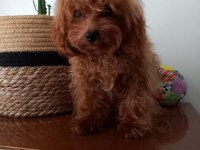 7 Aylık Maltipoo yeni ailesine arıyor