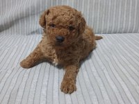 Poodle yavrular