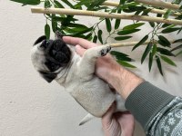 Erkek pug mops yavrumuz üst düzey
