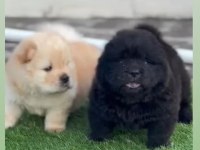 BİRİNCİ SINIF 2 ADET CHOW CHOW